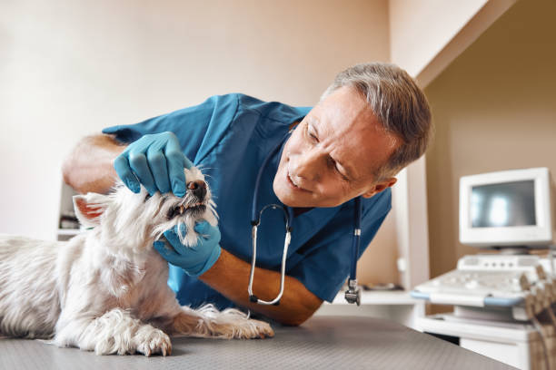Best Emergency X-Rays and Diagnostics in Belington, WV